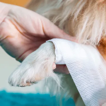 Sıkça Sorulan Sorular